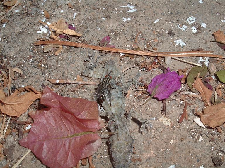 Coleotteri di Pantelleria